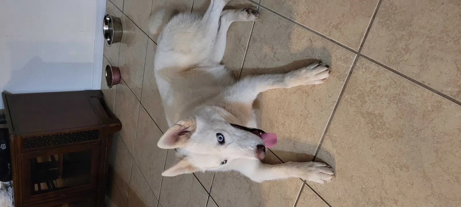 Lost dog in San Antonio, TX, 78218