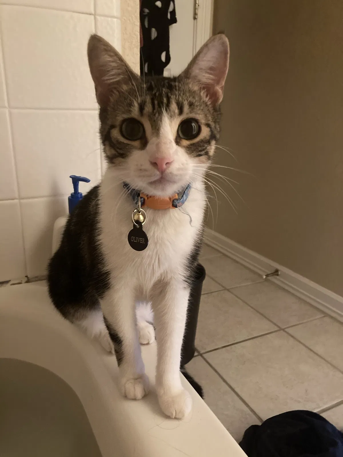 Lost cat in Round Rock, TX, 78665