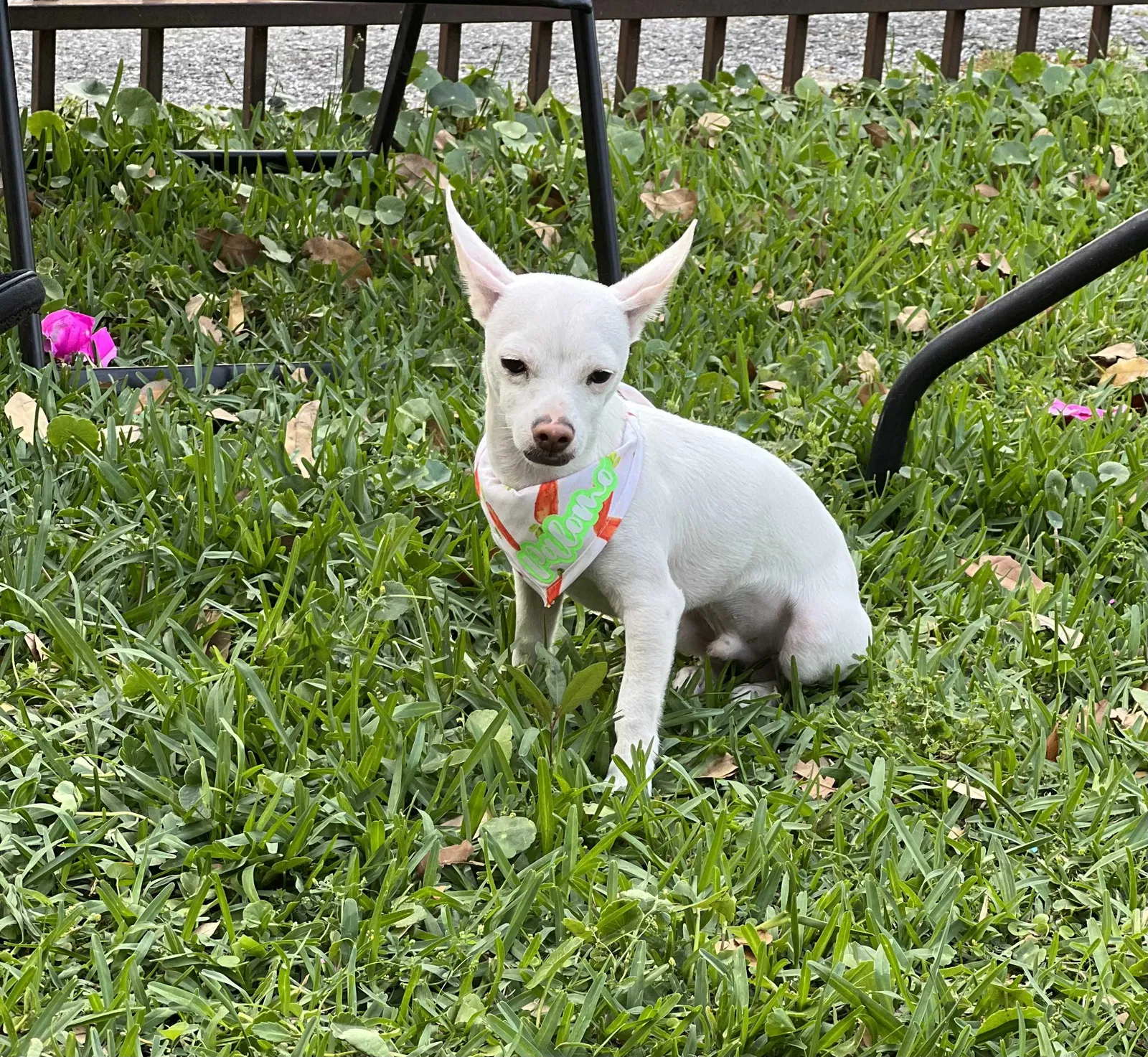Lost dog in Richmond, TX, 77469