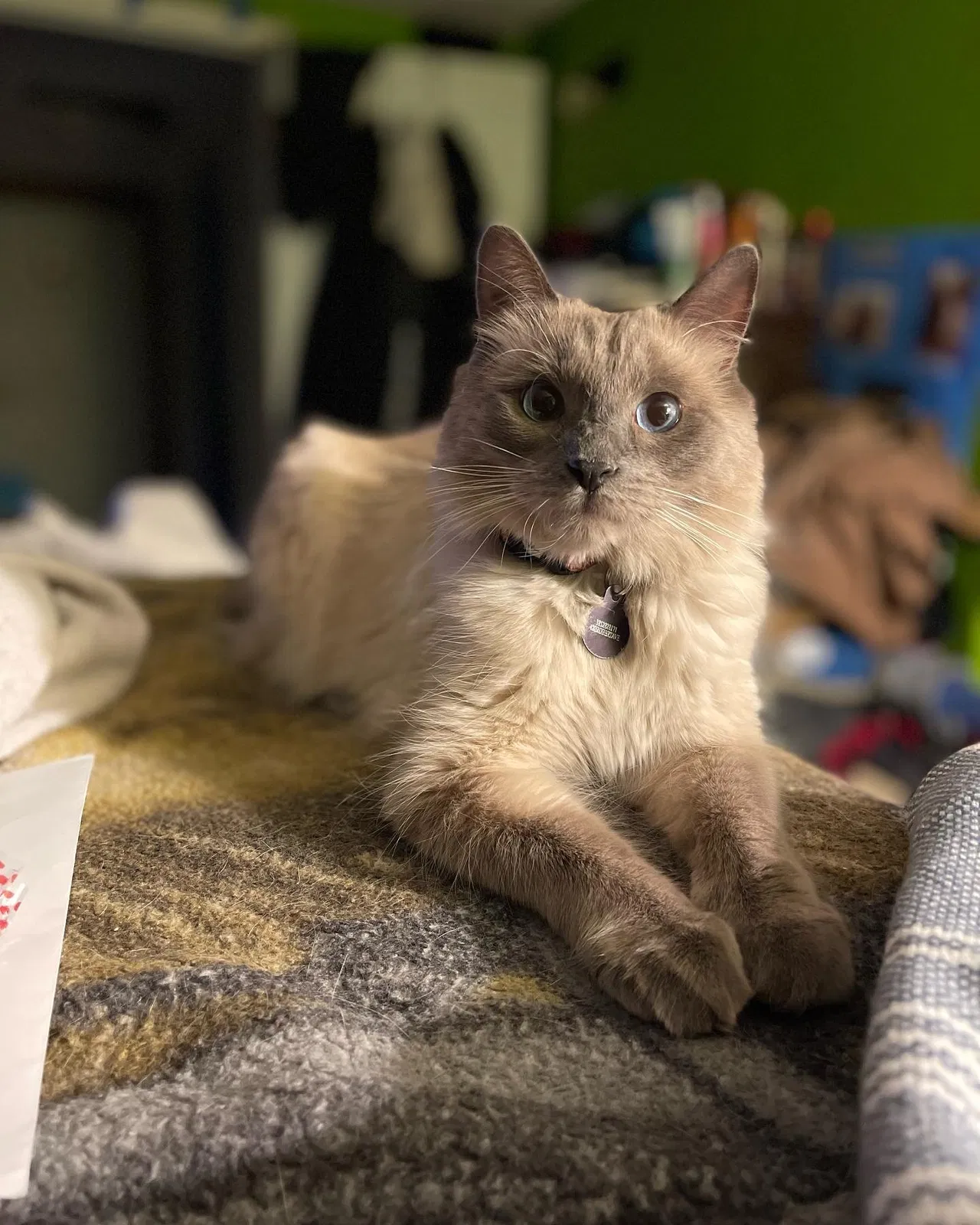 Lost cat in Salt Lake City, UT, 84115