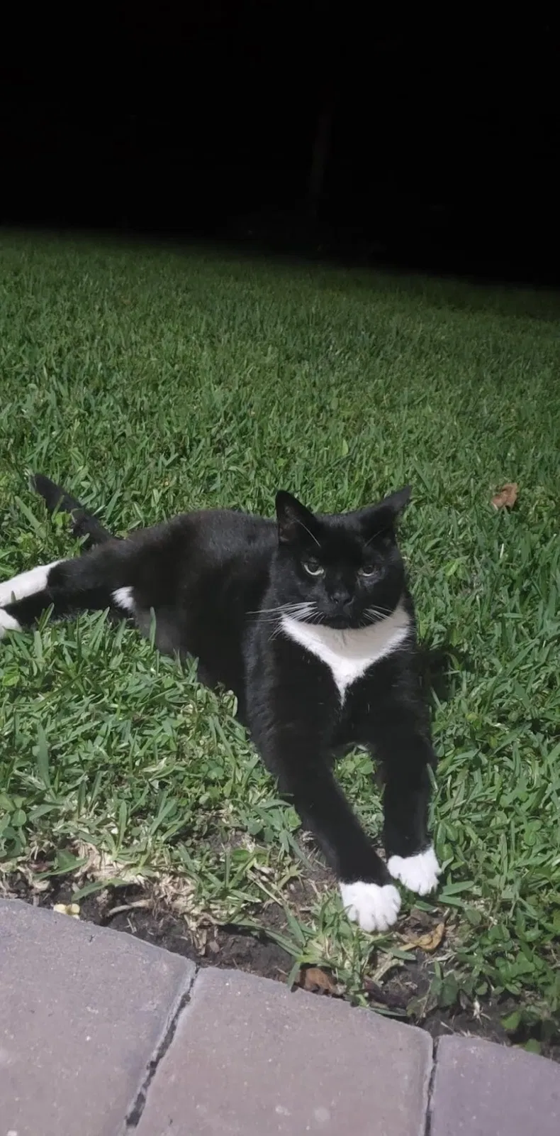 Lost cat in Orlando, FL, 32825