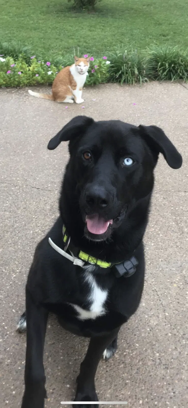 Lost dog in Belton, KY, 42324