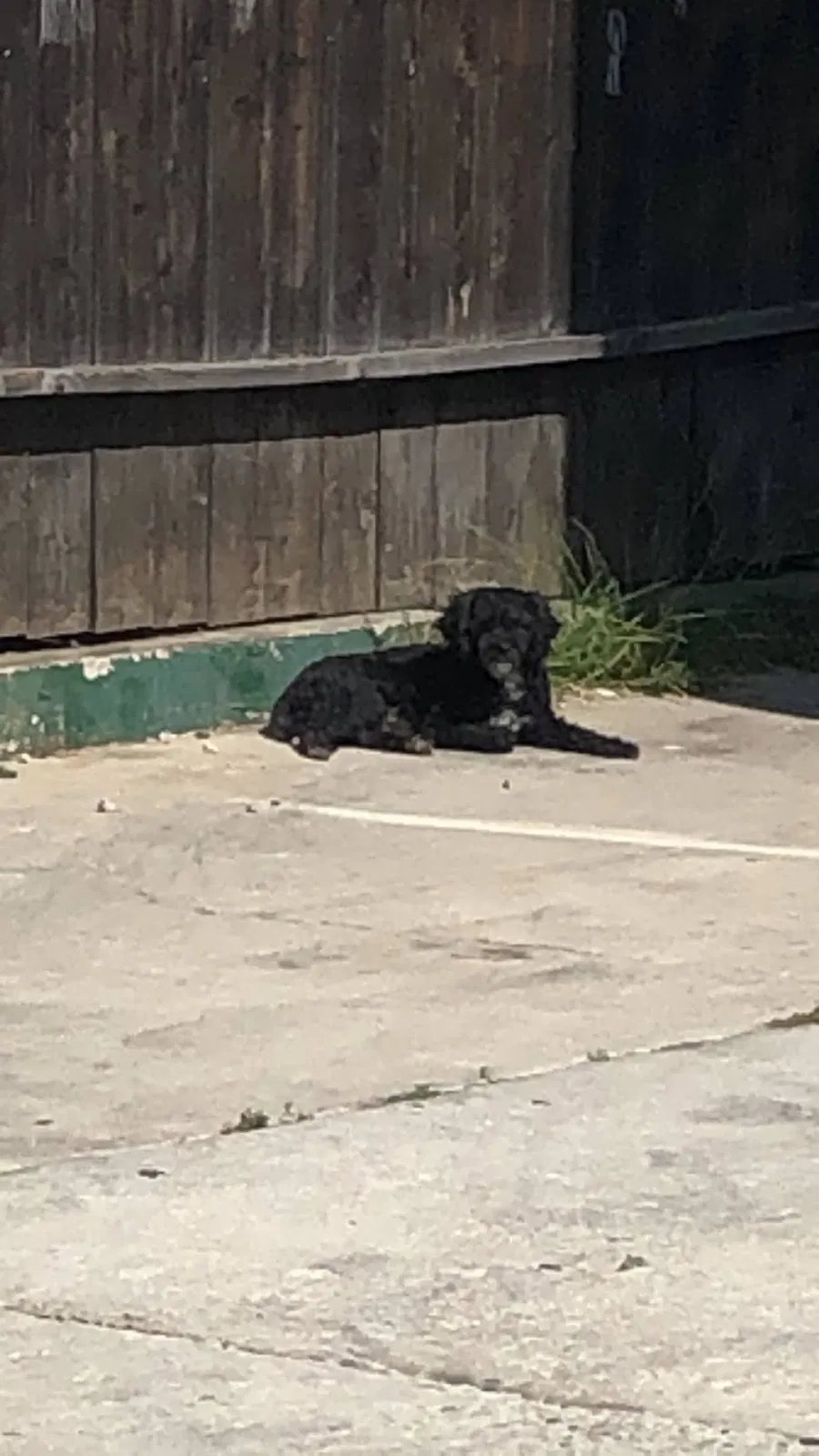 Lost dog in Los Angeles, CA, 90061