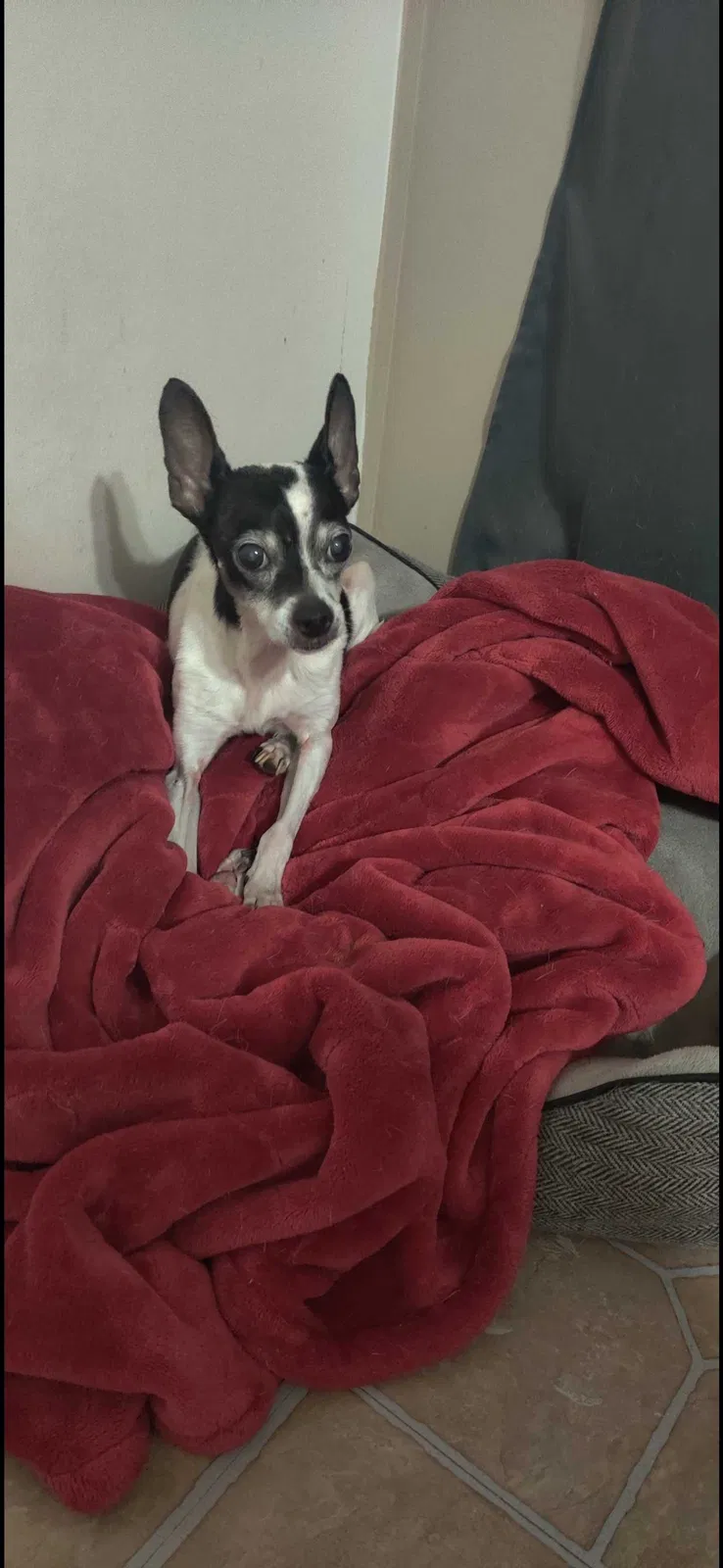 Lost dog in Keller, TX, 76244