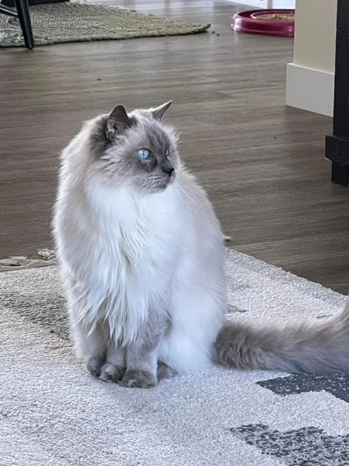 Lost cat in Fox Lake, WI, 53933