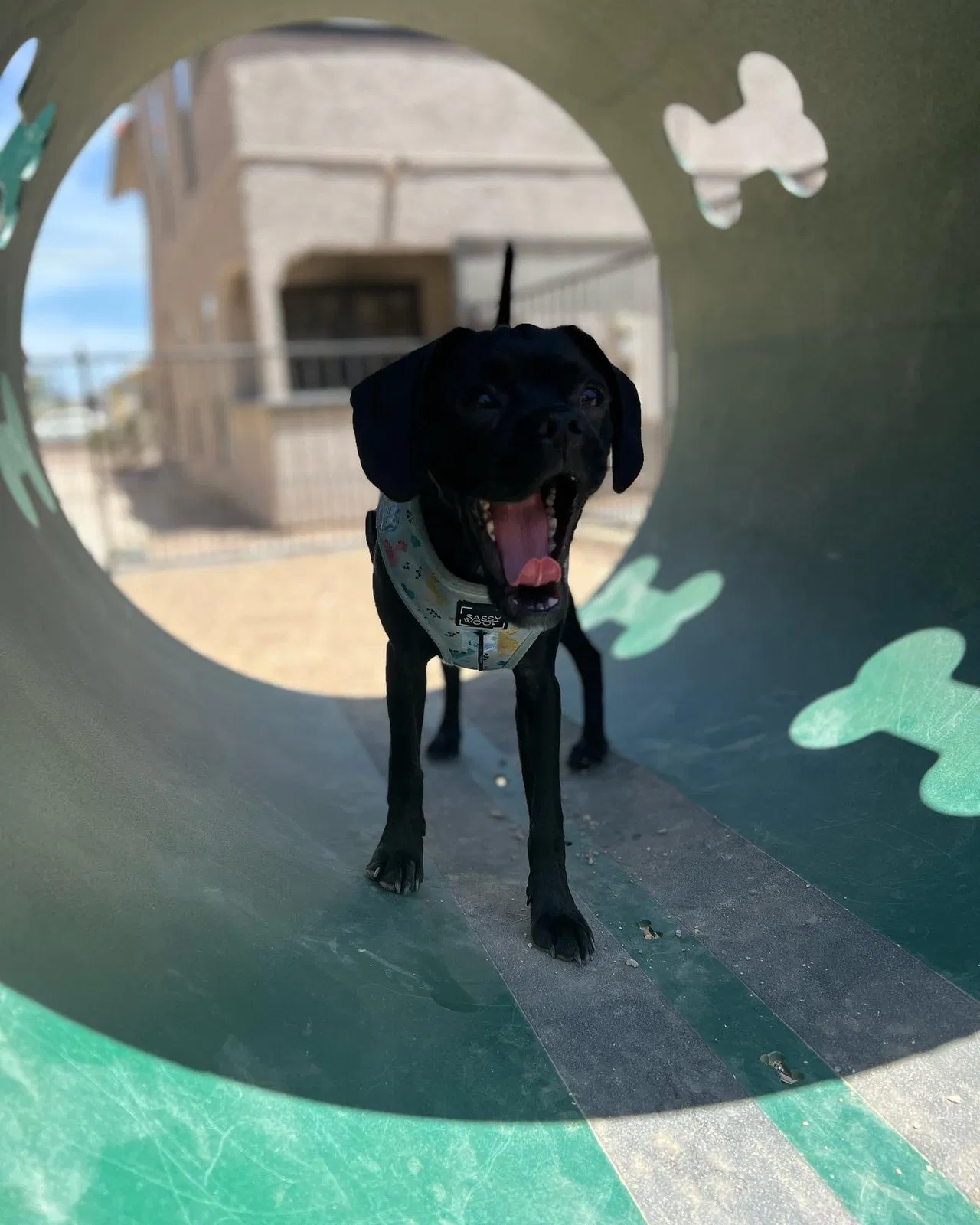 Lost dog in Las Vegas, NV, 89119