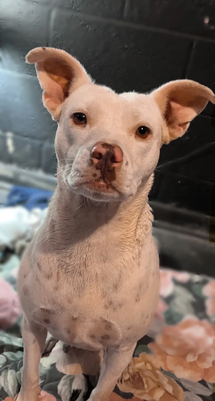 Lost dog in Hennessey, OK, 73742