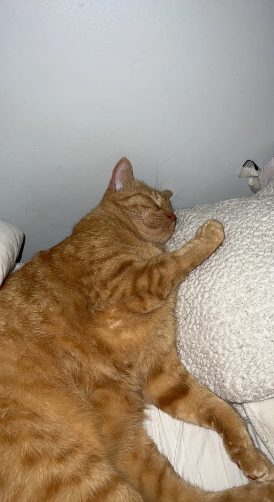 Lost cat in Marietta, GA, 30067