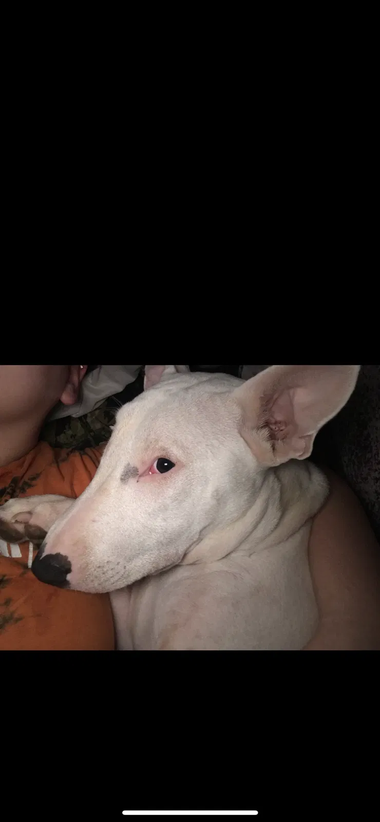Lost dog in Pinson, AL, 35126