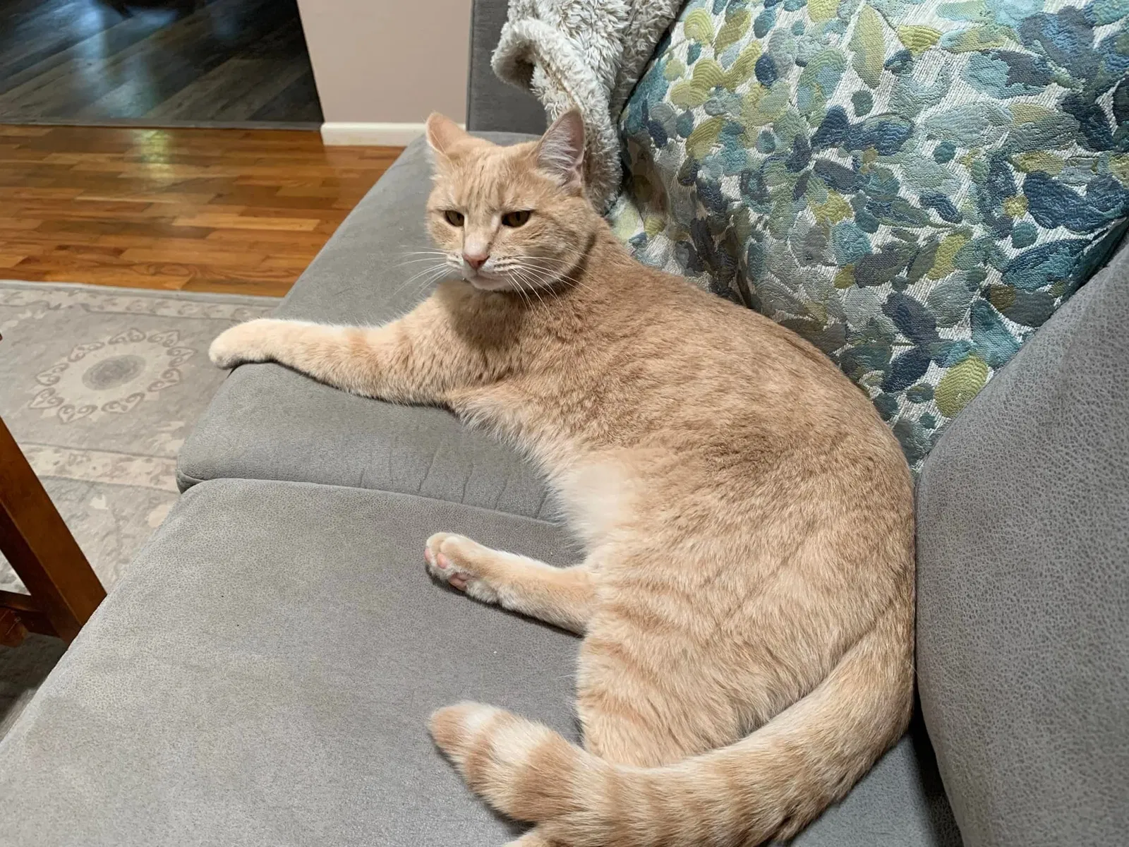 Lost cat in Eugene, OR, 97404
