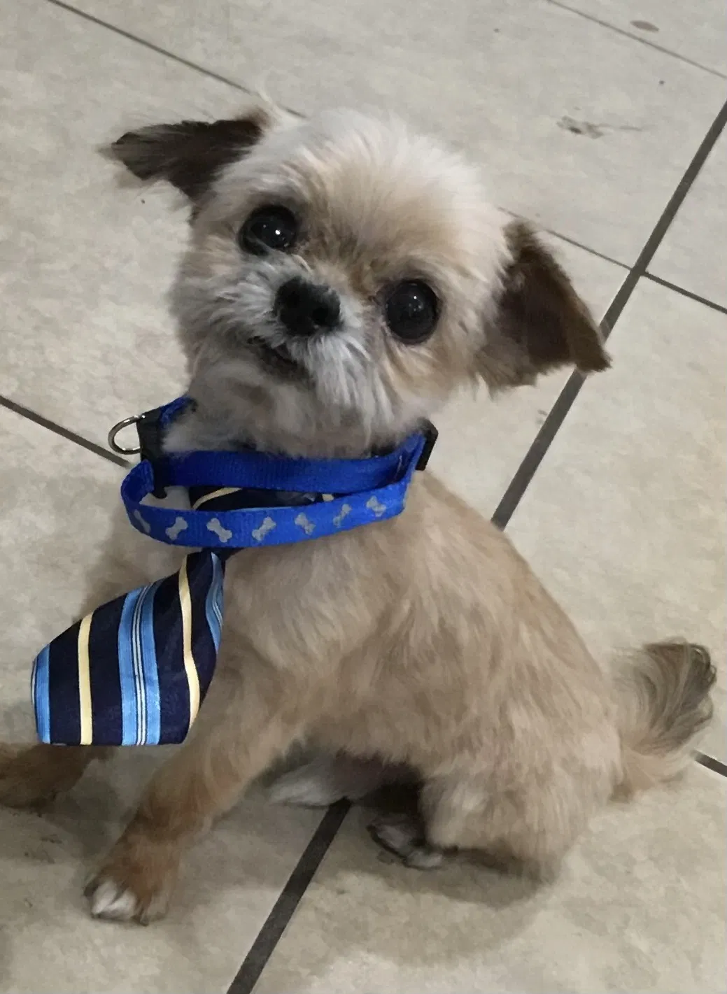 Lost dog in Rialto, CA, 92376