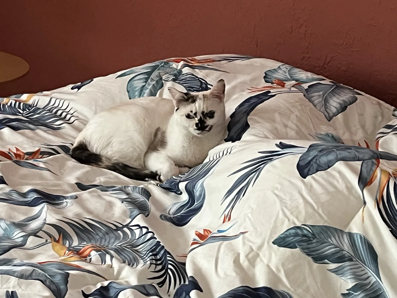 Lost cat in Danville, CA, 94526
