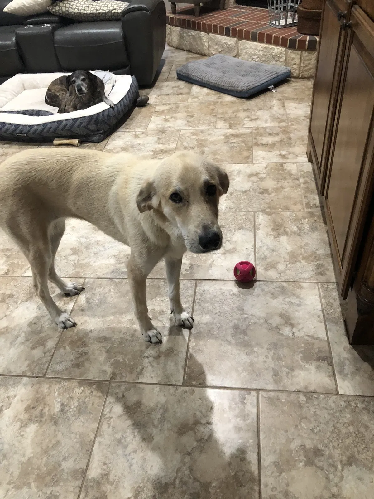 Lost dog in Port Aransas, TX, 78373