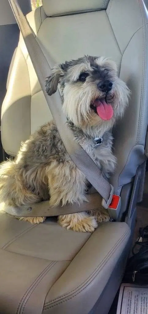 Lost dog in Houston, TX, 77049