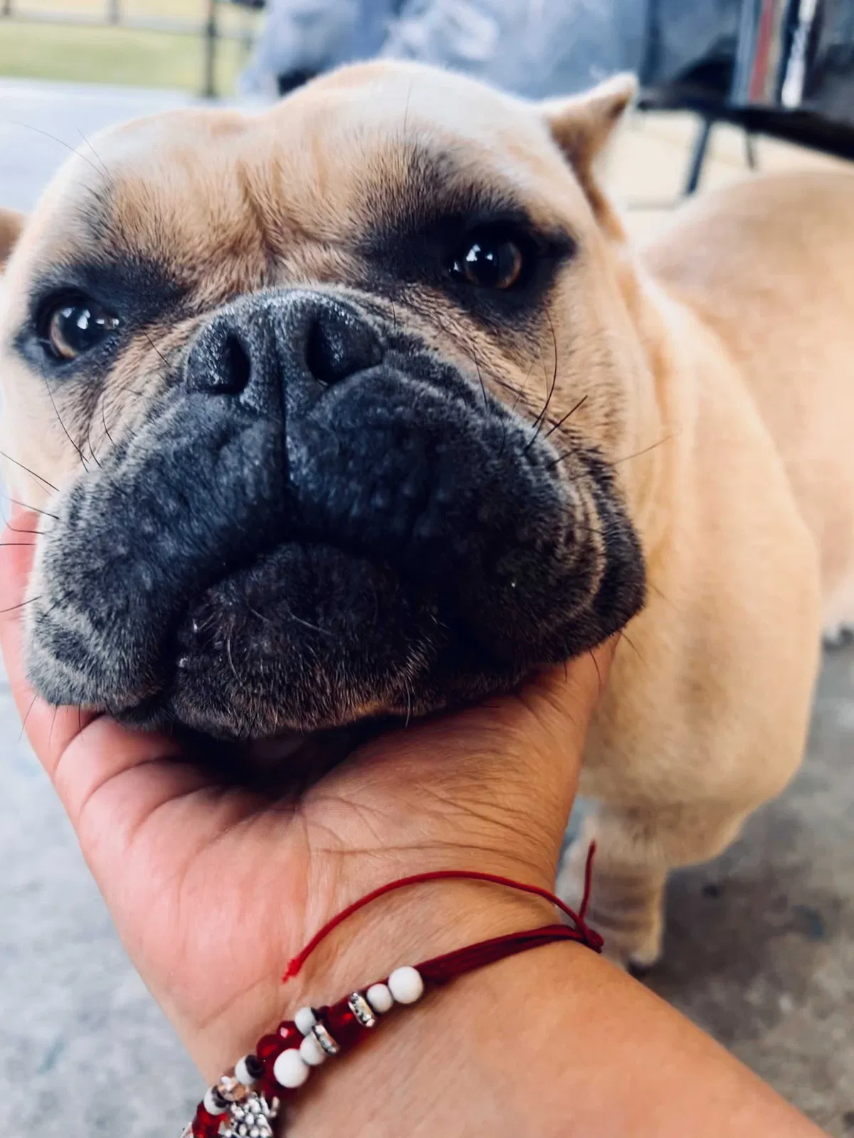 Lost dog in Stockton, CA, 95215