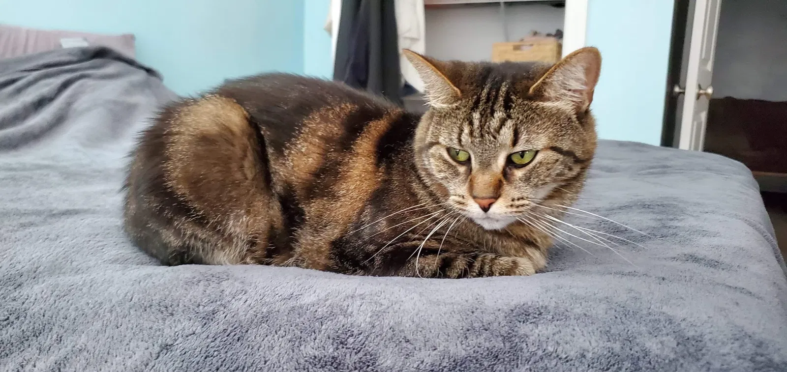Lost cat in Holland, MI, 49424