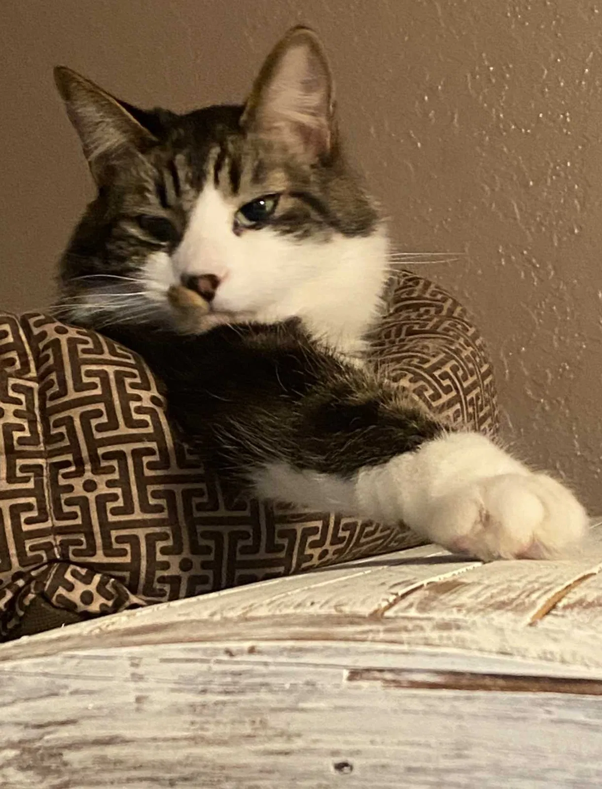 Lost cat in Paso Robles, CA, 93446