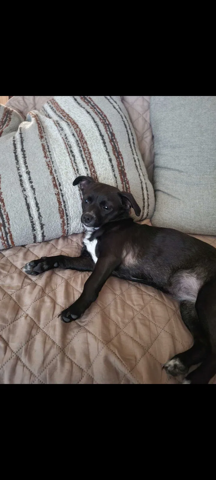 Lost dog in Vista, CA, 92081
