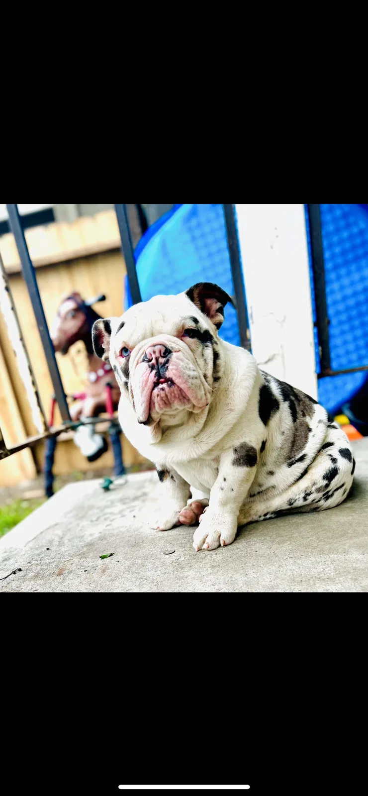 Lost dog in Stockton, CA, 95215