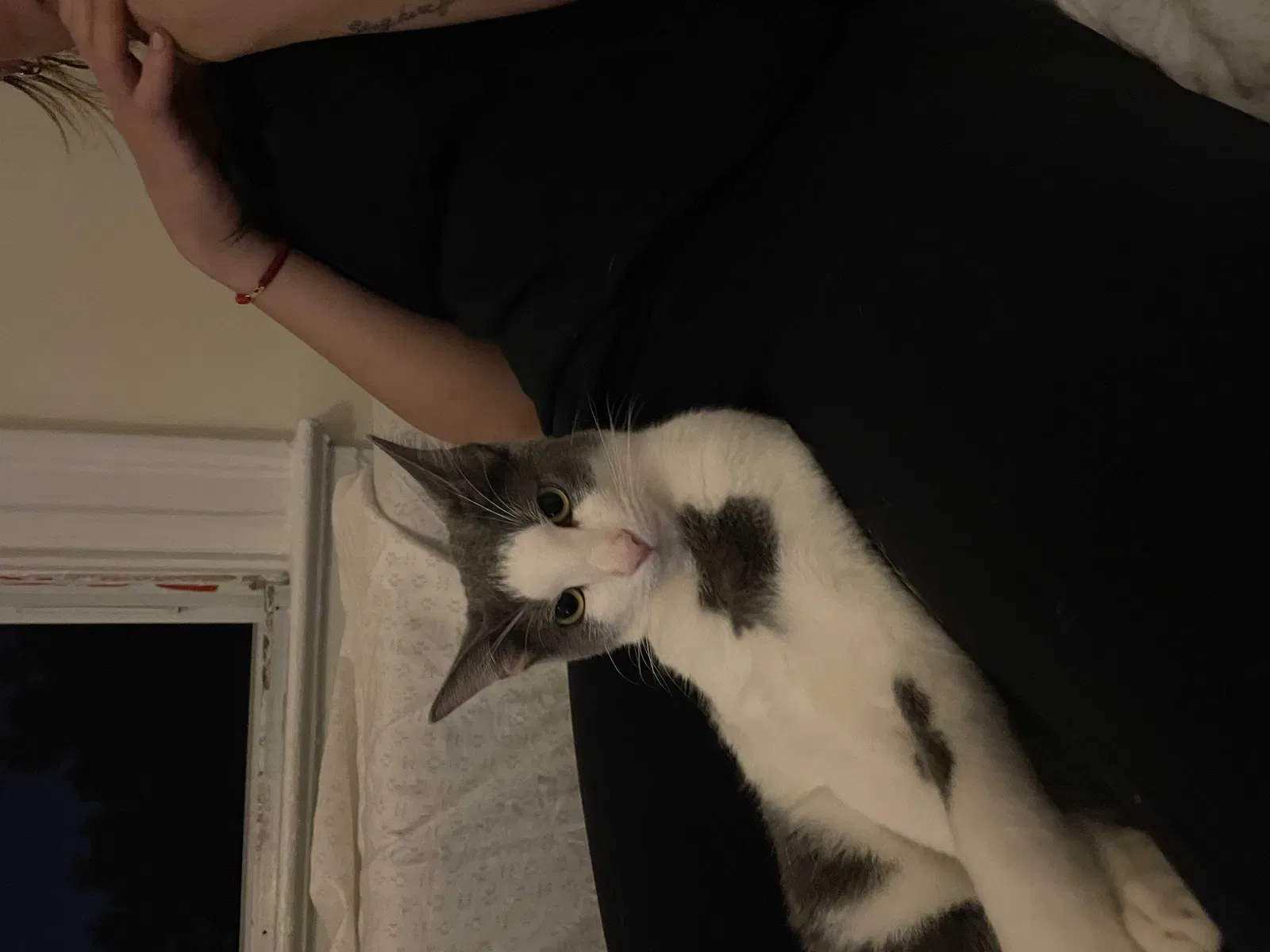 Lost cat in Ridgefield Park, NJ, 7660