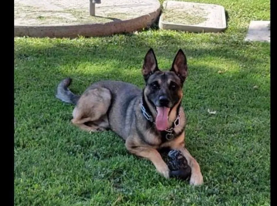 Lost dog in San Elizario, TX, 79849