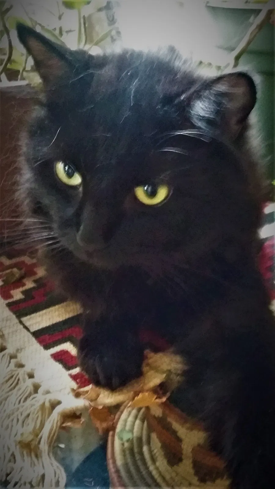 Lost cat in Albuquerque, NM, 87108