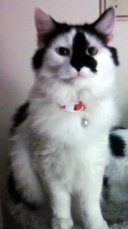 Lost cat in Harpursville, NY, 13787