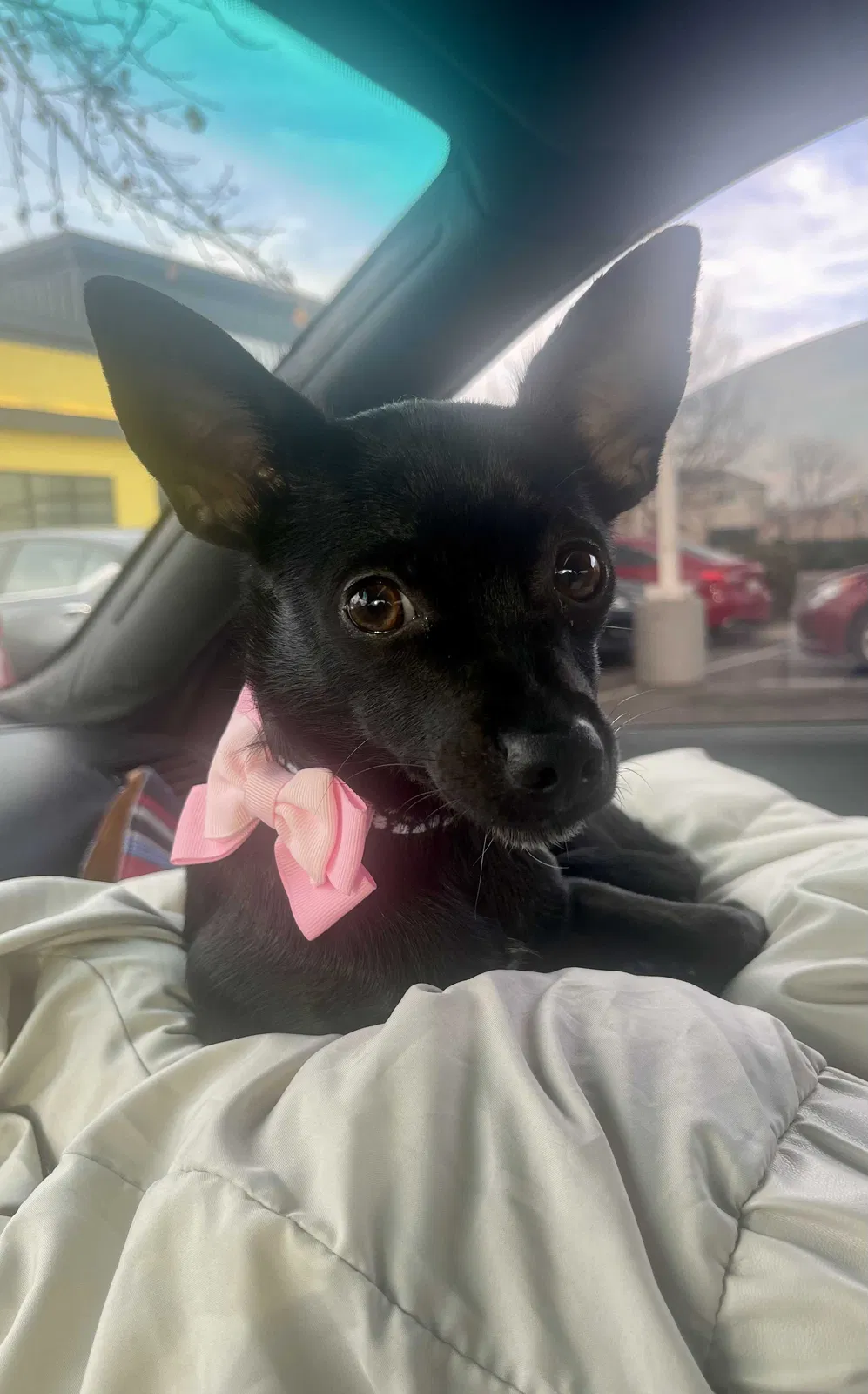 Lost dog in Turlock, CA, 95380