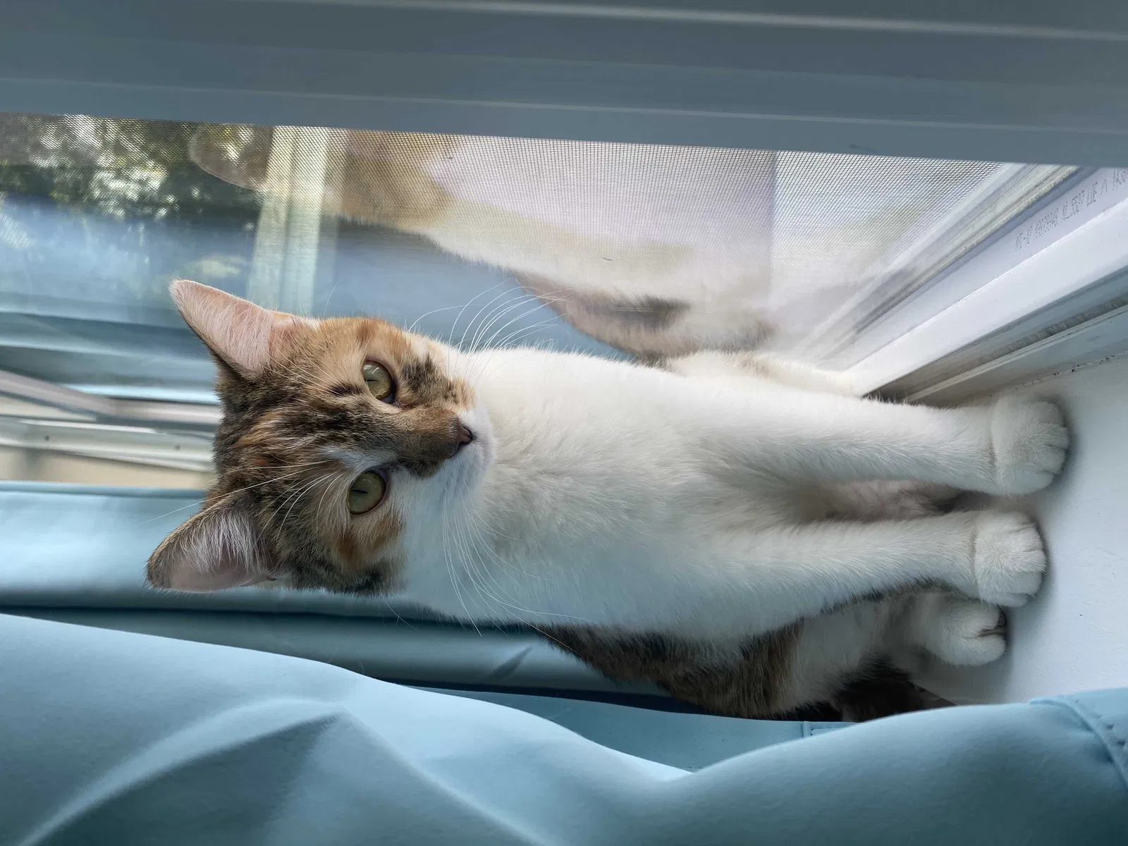Lost cat in Mascotte, FL, 34753