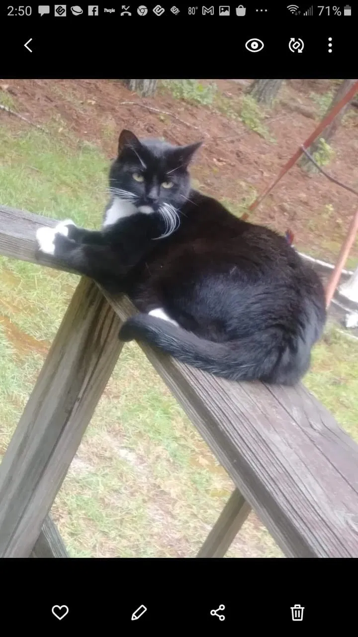 Lost cat in Lugoff, SC, 29078
