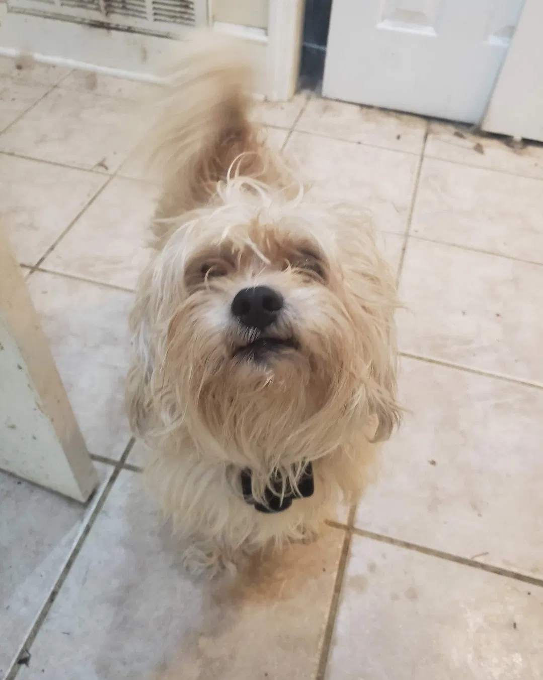 Lost dog in Albany, GA, 31721