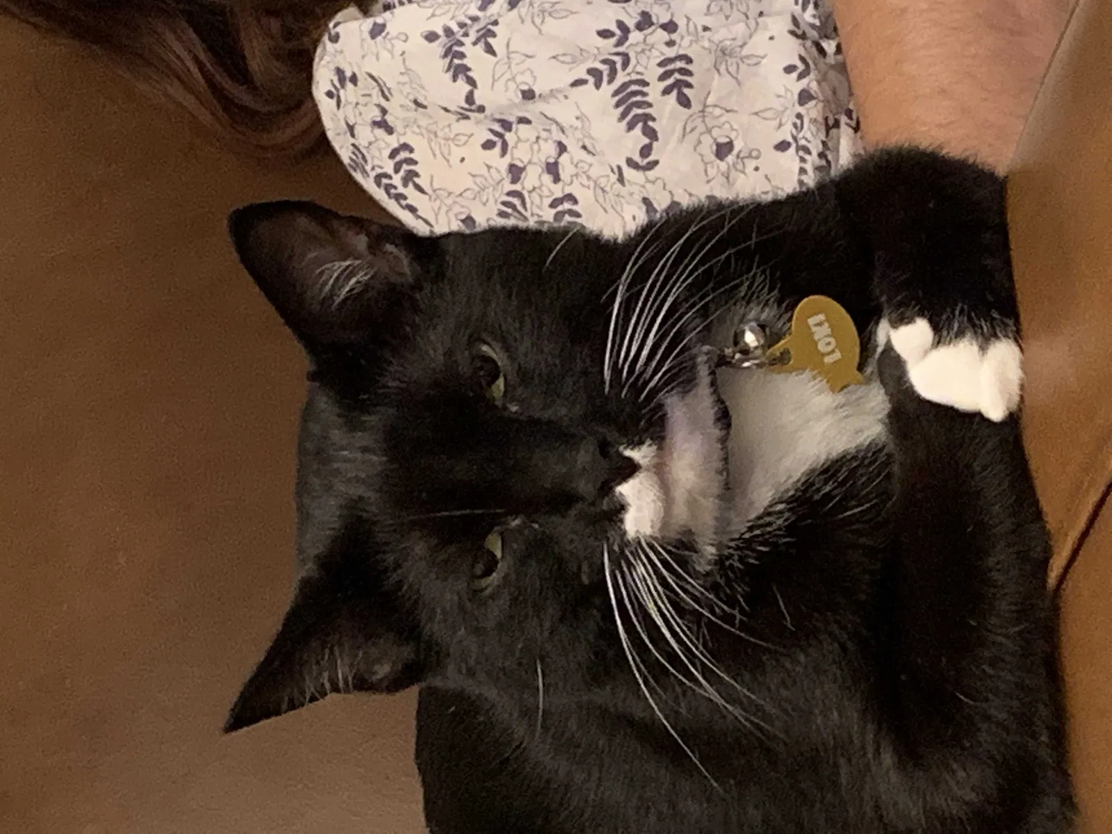 Lost cat in Mission Viejo, CA, 92691