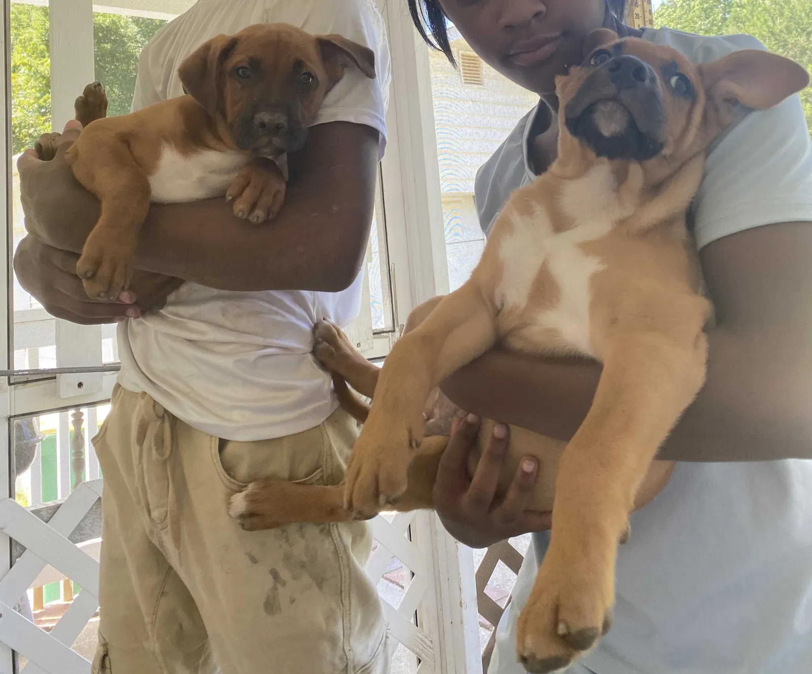 Lost dog in Clemmons, NC, 27012