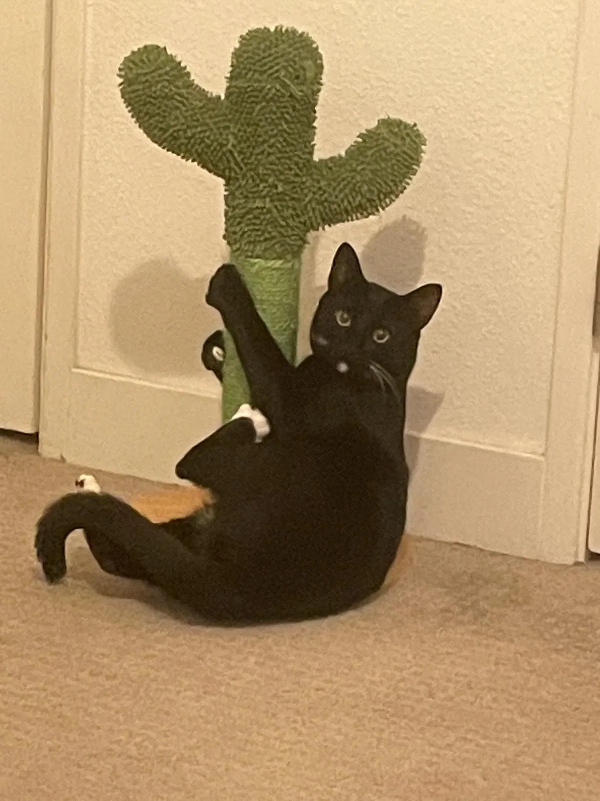 Lost cat in Northridge, CA, 91325