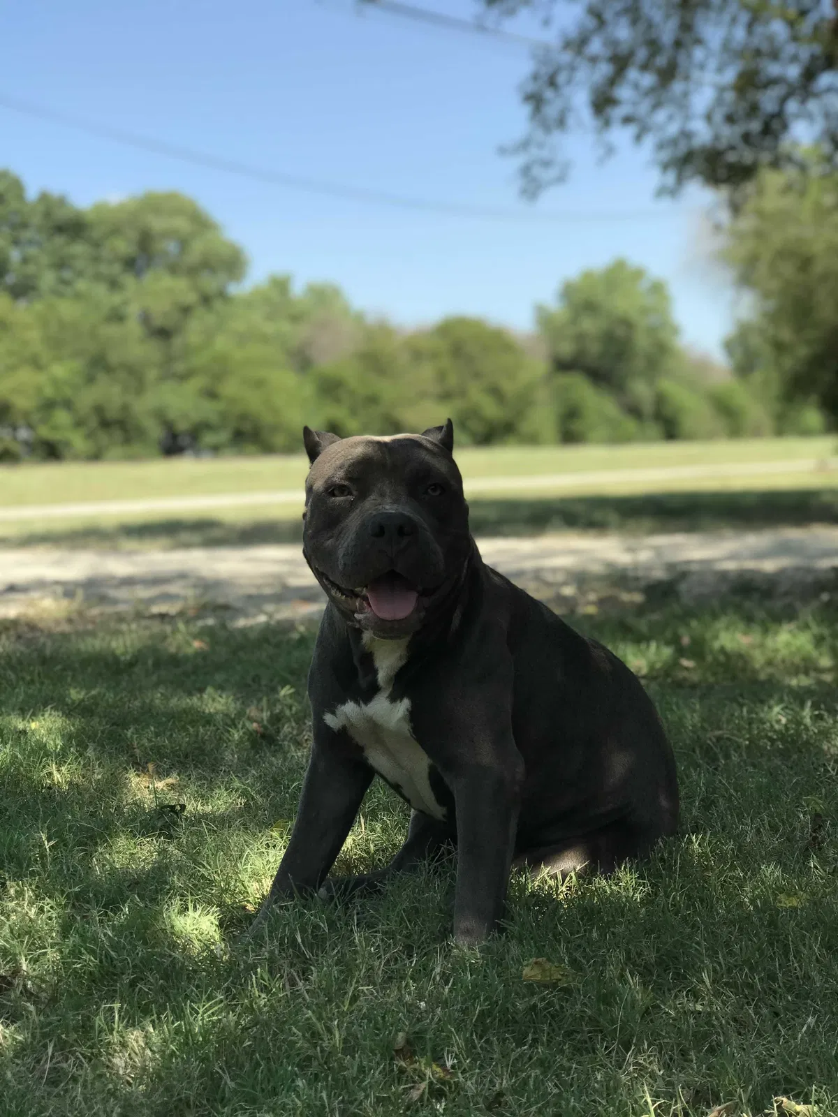 Lost dog in Mckinney, TX, 75069