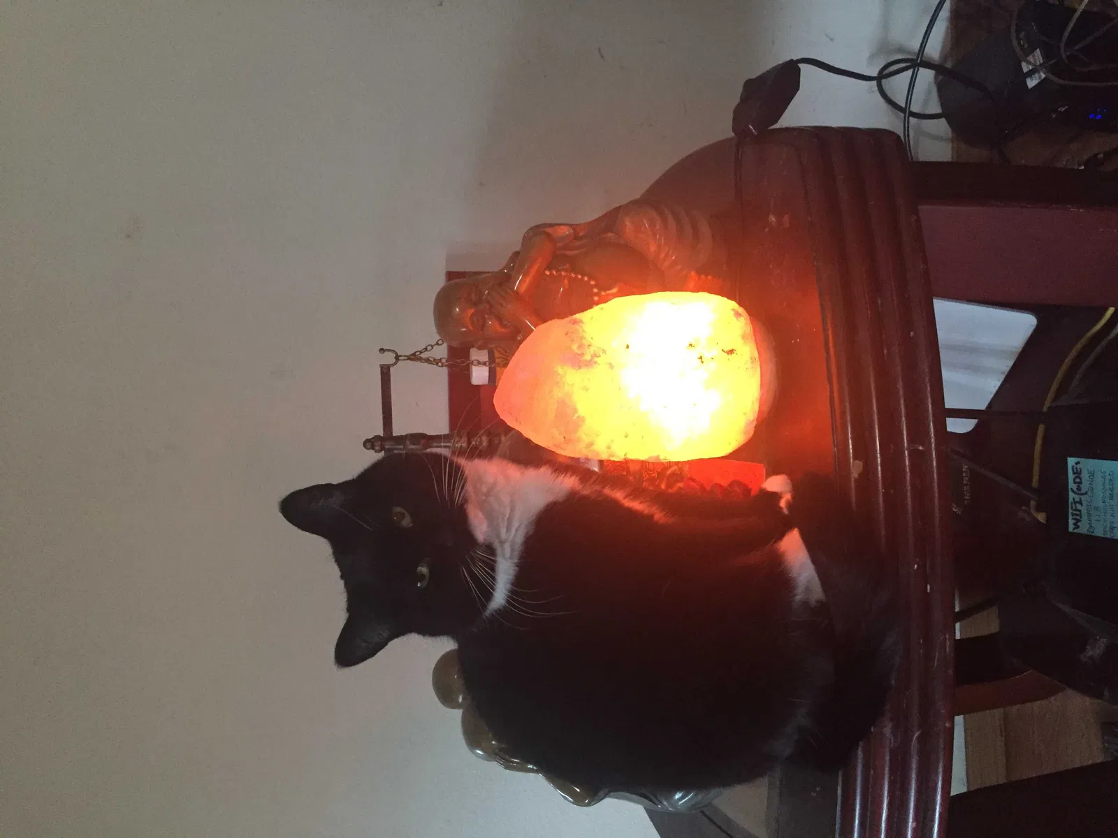 Lost cat in Tenino, WA, 98589