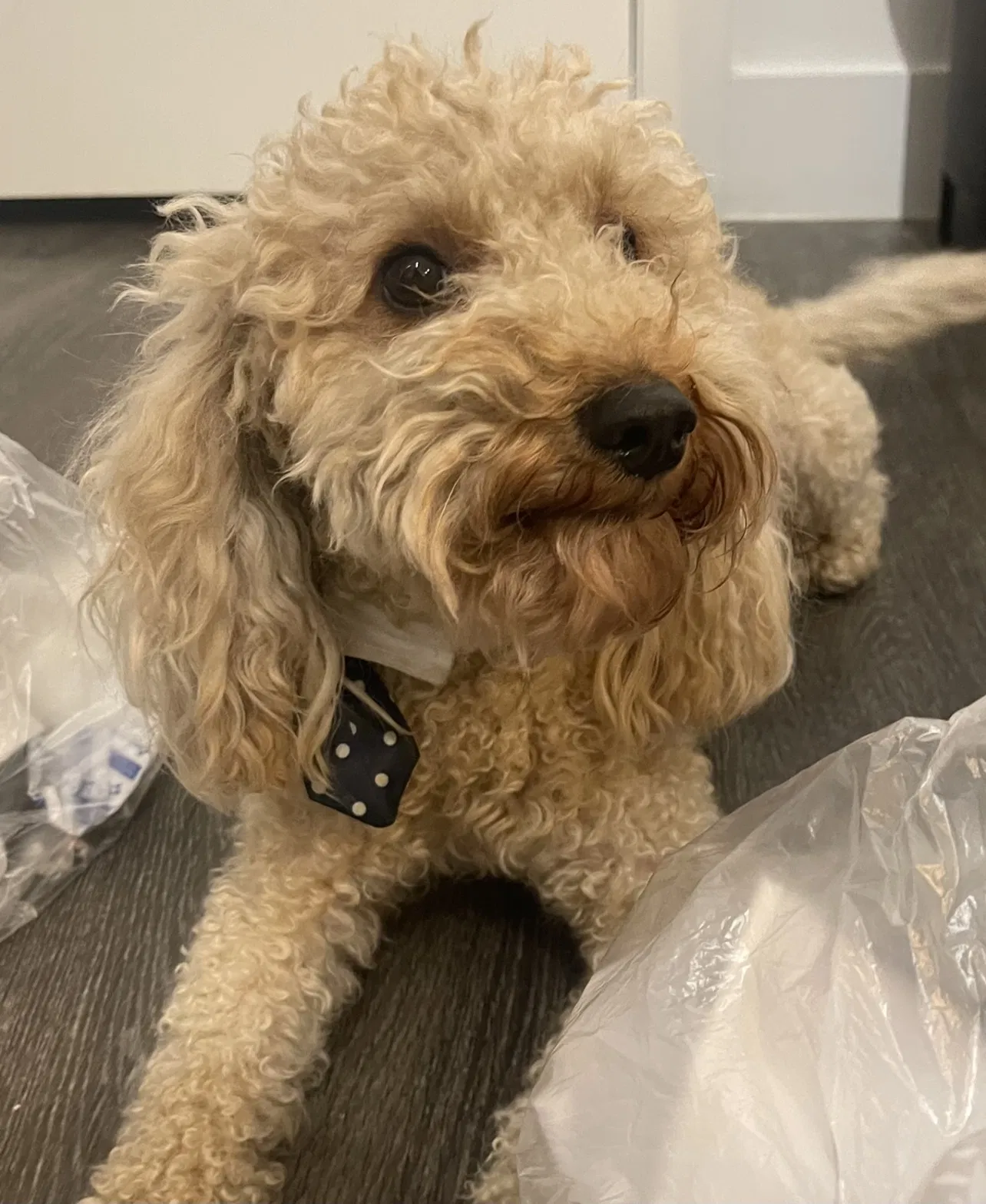 Lost dog in Dallas, TX, 75234