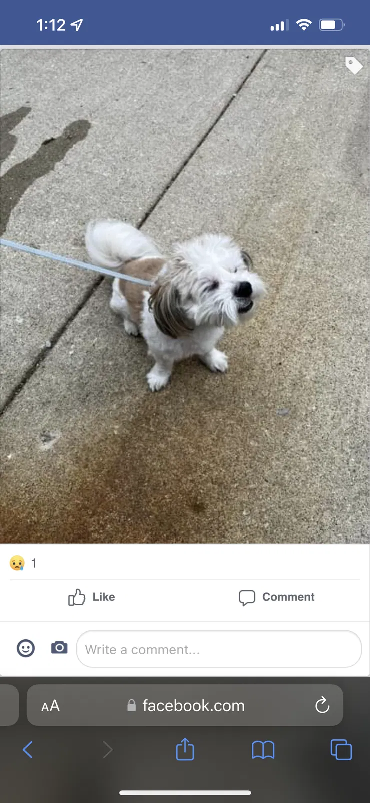 Lost dog in Chicago, IL, 60608