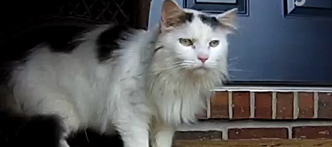 Found cat in Cincinnati, OH, 45248