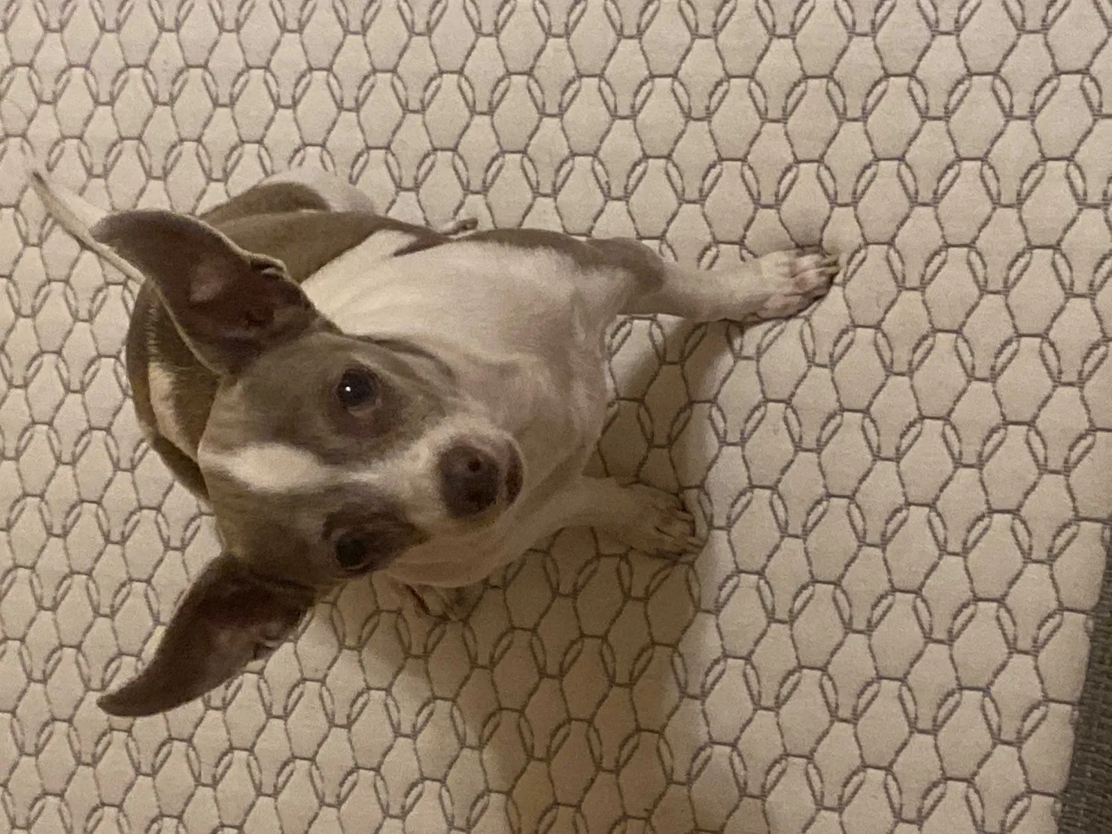 Lost dog in Desert Hot Springs, CA, 92241