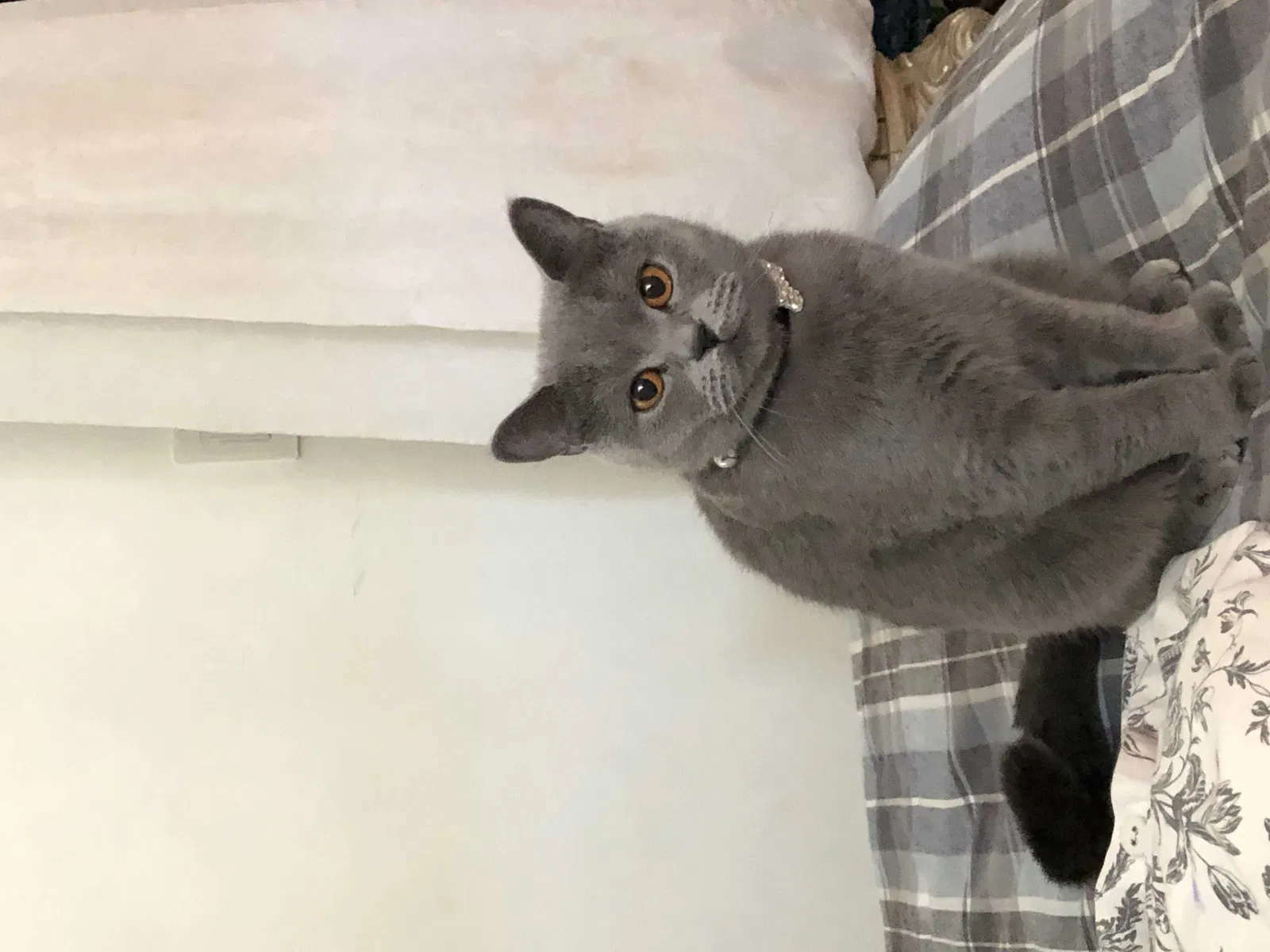 Lost cat in Brookline, MA, 2445
