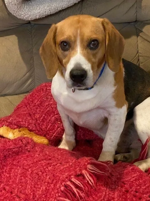 Lost dog in Ethel, LA, 70730