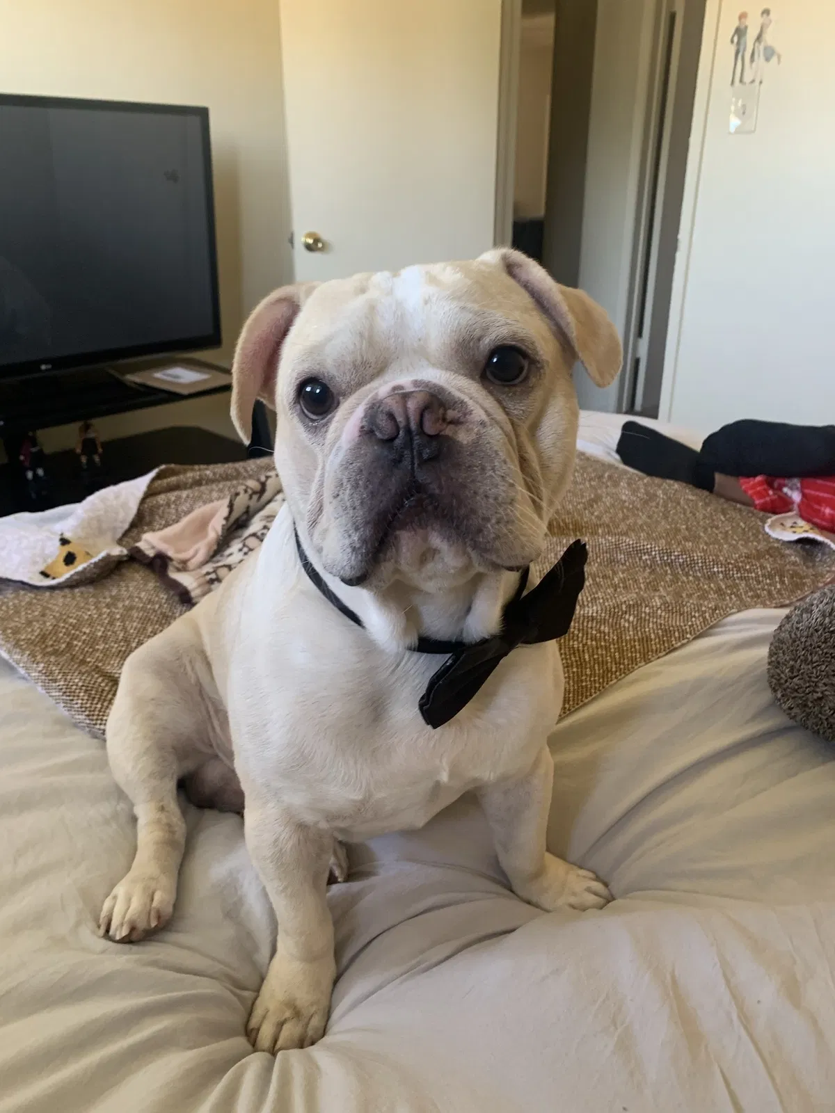 Lost dog in Anaheim, CA, 92801