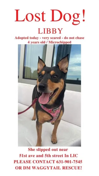 Lost dog in Long Island City, NY, 11101