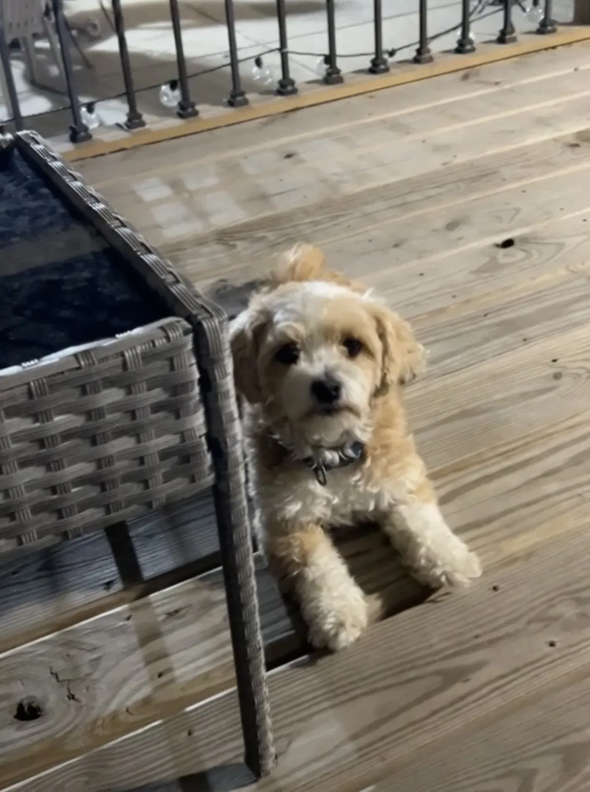Lost dog in Chicago, IL, 60639