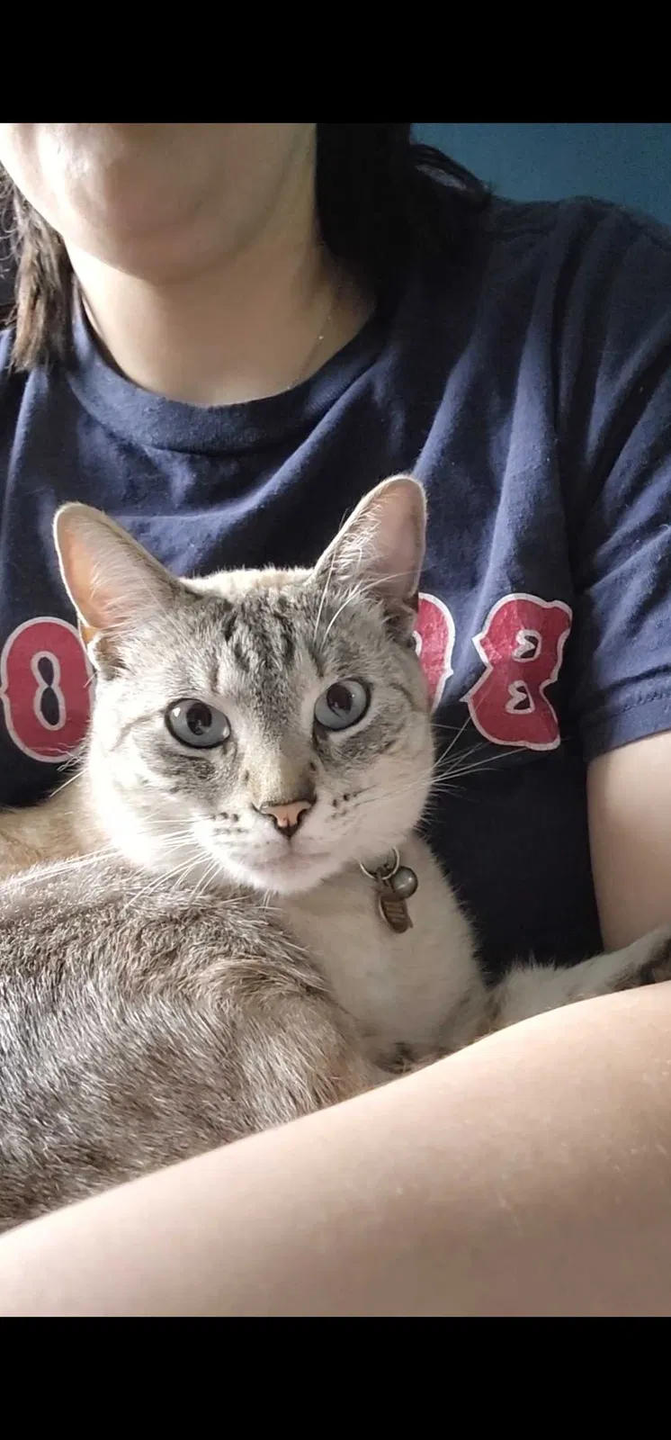 Lost cat in Los Angeles, CA, 90032