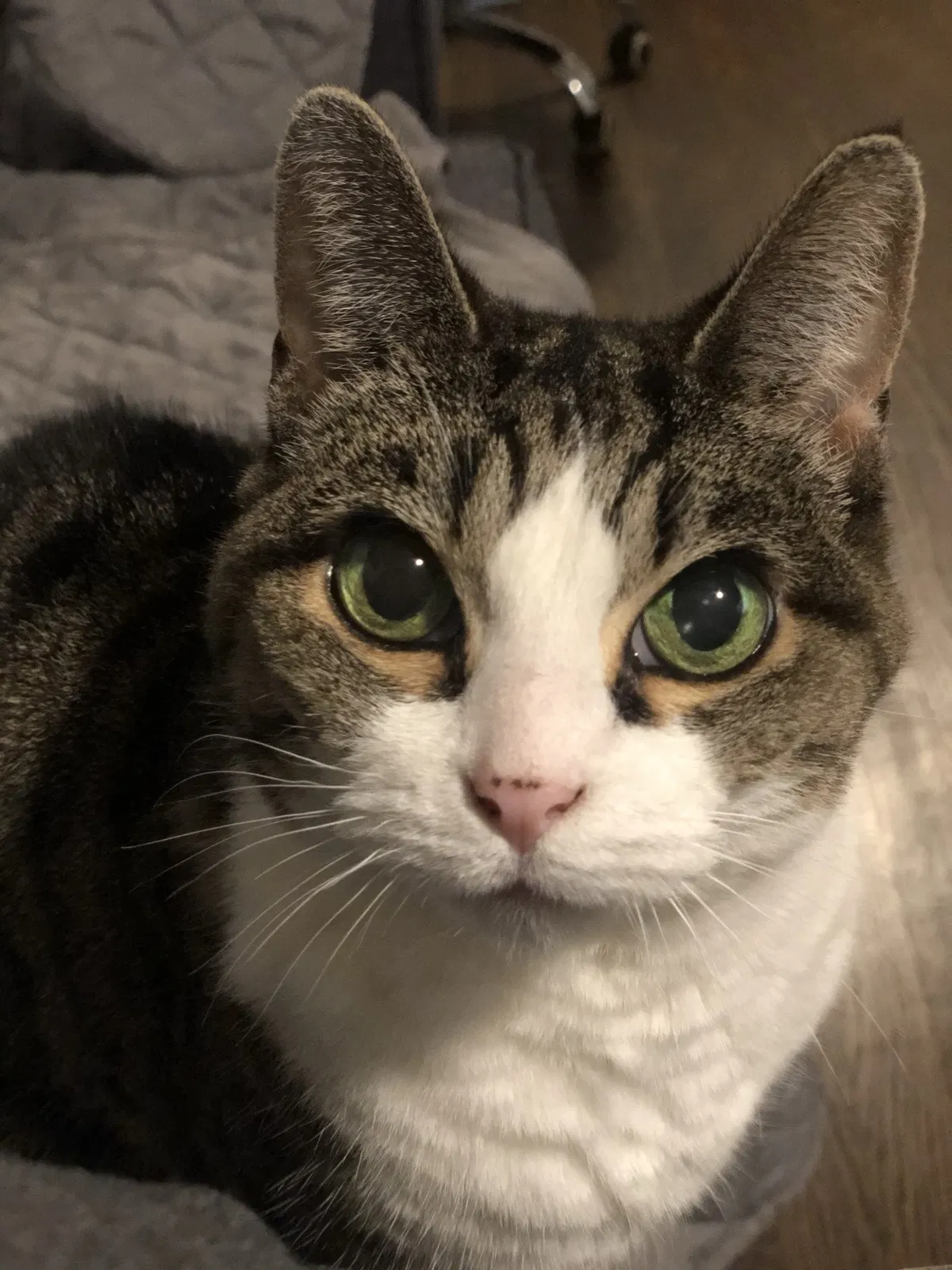 Lost cat in Chicago, IL, 60641