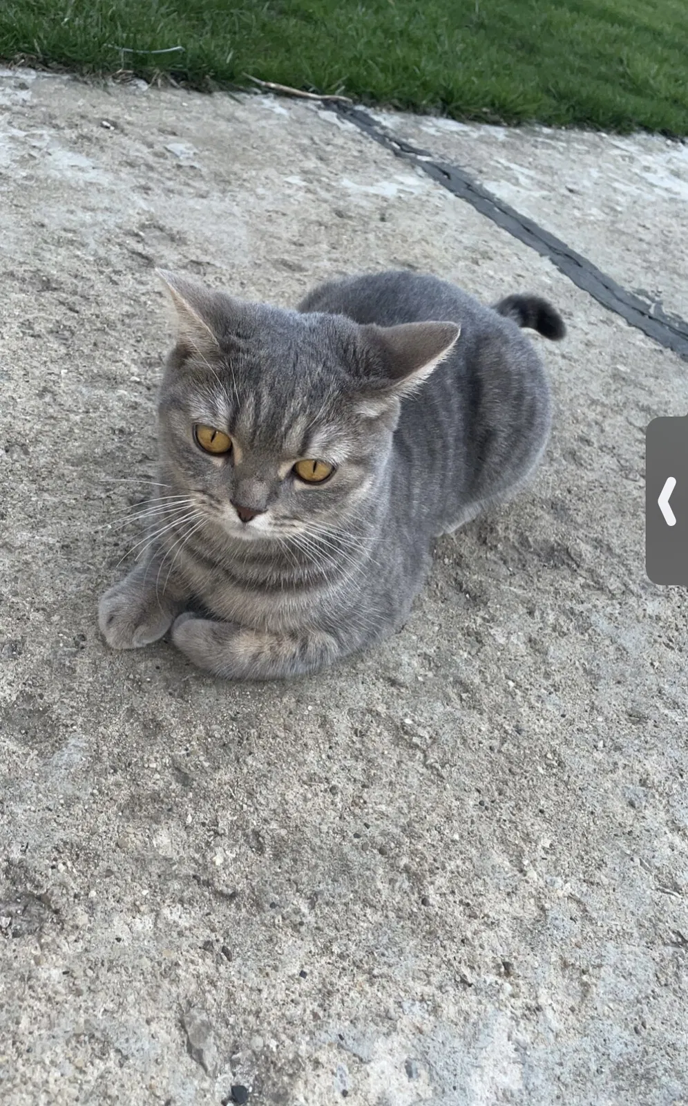Lost cat in Chicago Ridge, IL, 60415