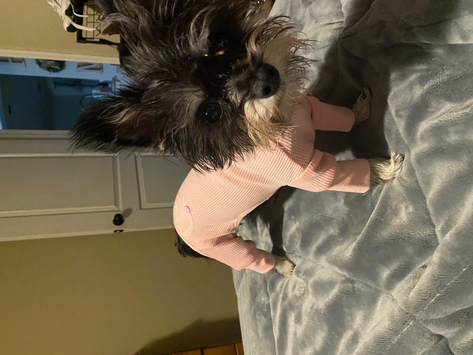 Lost dog in Amarillo, TX, 79118