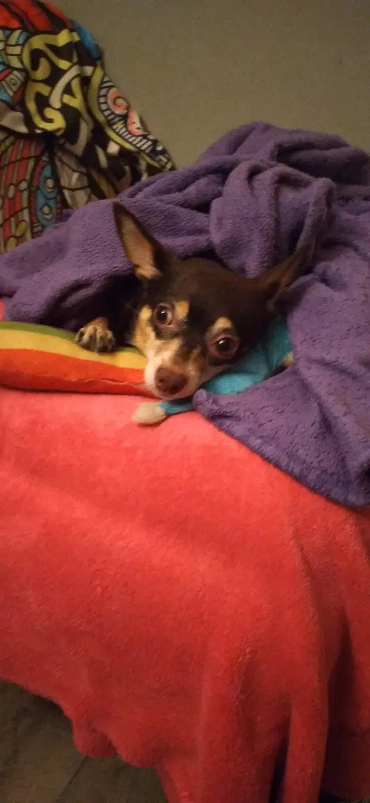 Lost dog in Fort Smith, AR, 72903